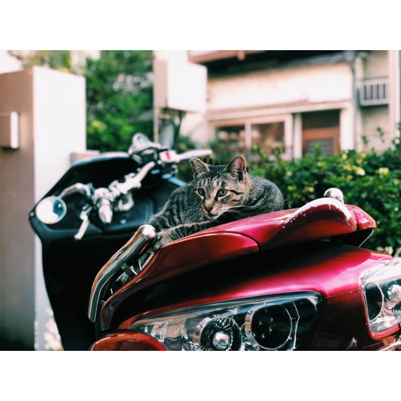 プロフィール Sai 映画製作 映画制作 シネマプランナーズ